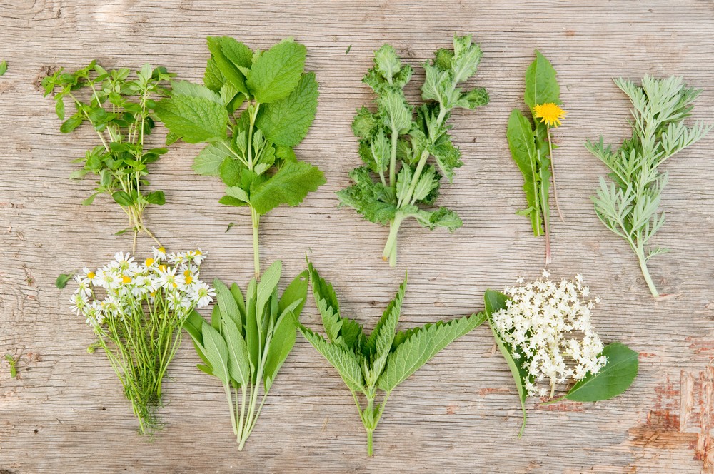 Wildkräuter Diese Superfoods wachsen umsonst vor deiner Haustür Von