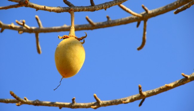 BaobabSamen In Europa gefeiertes Superfood in Afrika