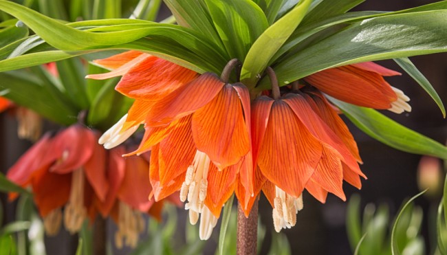 Diese Kräuter im Garten halten Schädlinge fern - Ganz ohne Chemikalien