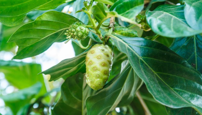 Die Frucht Noni Gesundes Wundermittel? Exotische